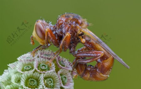 昆虫图片