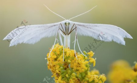 昆虫图片