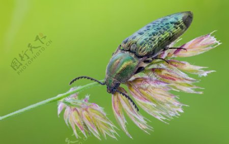 昆虫图片