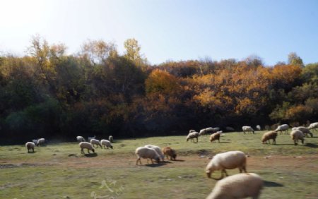 树林前的羊群图片