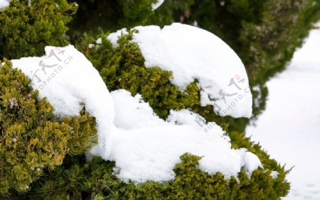 下雪后的绿植景观图片