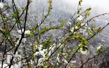春雪与嫩绿植物素材背景摄影图图片