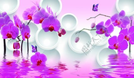 3D圆圈粉红蝴蝶兰水倒影图片