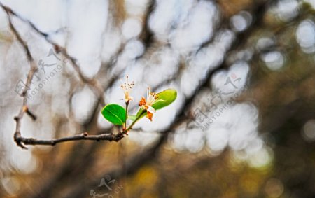 枝头花朵图片