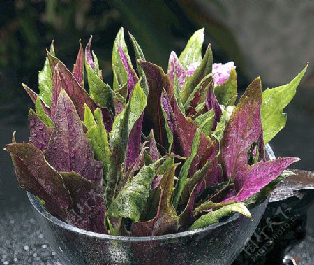 豫菜紫贝菜图片