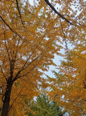 秋色秋天树林秋天图片