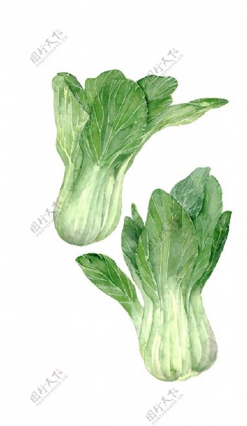 水彩蔬菜小白菜素材图片