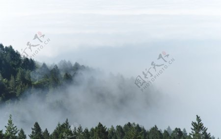 雾气森林图片