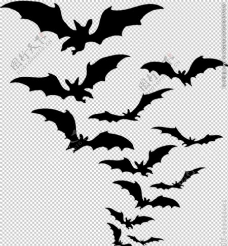 蝙蝠图片