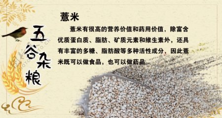 五谷杂粮薏米图片
