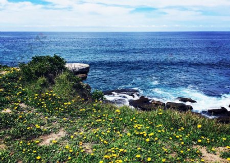 蔚蓝的海边悬崖上的小野花正在怒图片