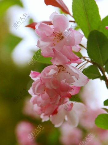高清海棠花图片