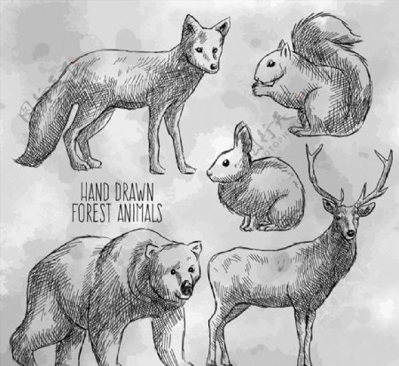 手绘森林动物图片