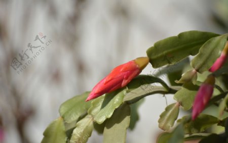蟹爪兰花苞花蕾图片