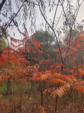 秋季火炬树图片