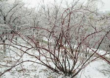 冰包树冻雨冰冻树凝固图片
