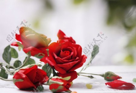红玫瑰高清素材图片