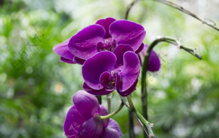 花卉摄影素材紫色蝴蝶兰图片