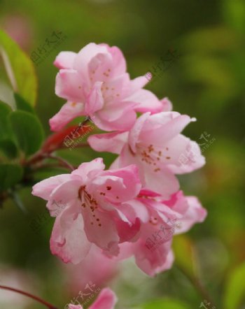 高清粉色海棠花大图图片