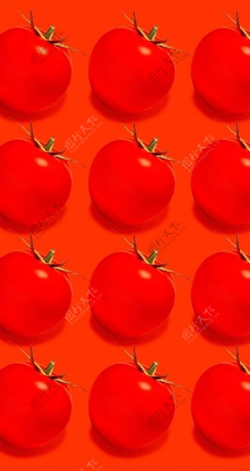 番茄底图图片