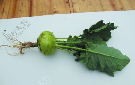 苤兰绿色蔬菜图片