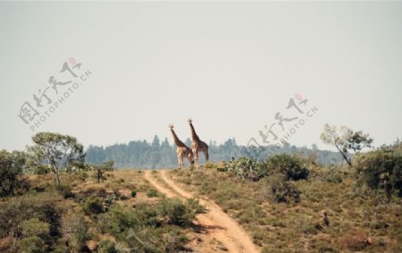 长颈鹿图片